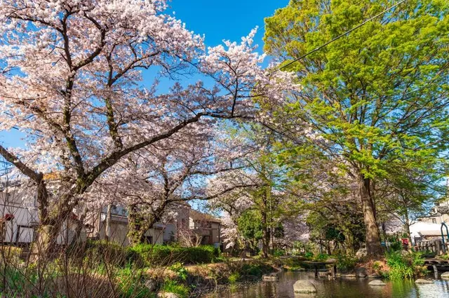 Negawa Greenery Road