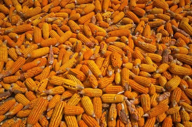 Pillalamarri Banyan Tree