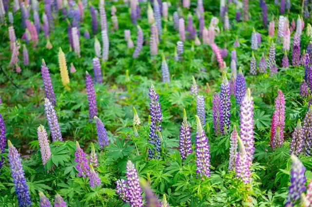 Tezukurimura Risōkyō