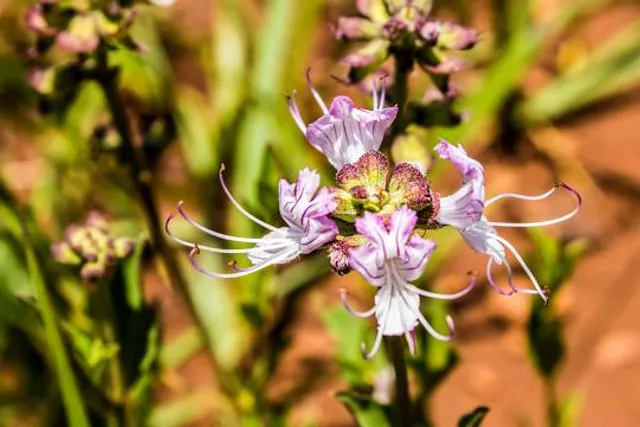 Kloofendal Nature Reserve
