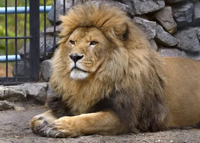 Wildwood Wildlife Park Zoo & Safari
