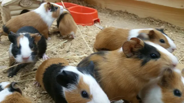 Vystavka Zoopark "Obnimashki"