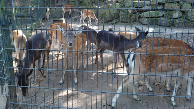 Heimattiergarten Fulda