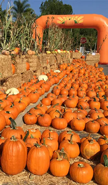 Calabasas Pumpkin Festival