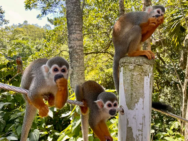 Monkey Jungle Dominican Republic