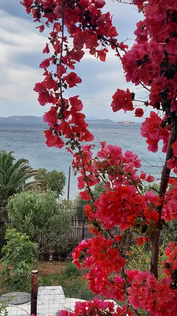 Athimonia - Αθημωνιά