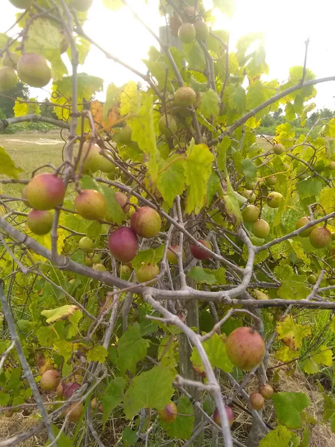 houston organic farm