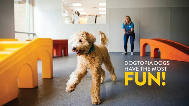 Dogtopia of South Waterfront