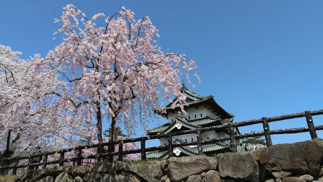 Hirosaki Shidare (Cherry Blossom Tree)