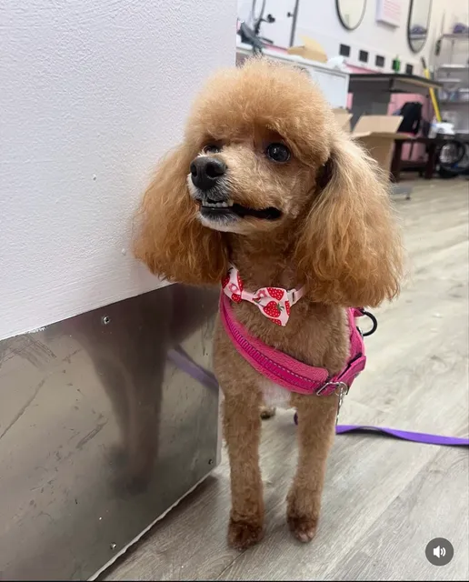 Woof Gang Bakery & Grooming John's Creek