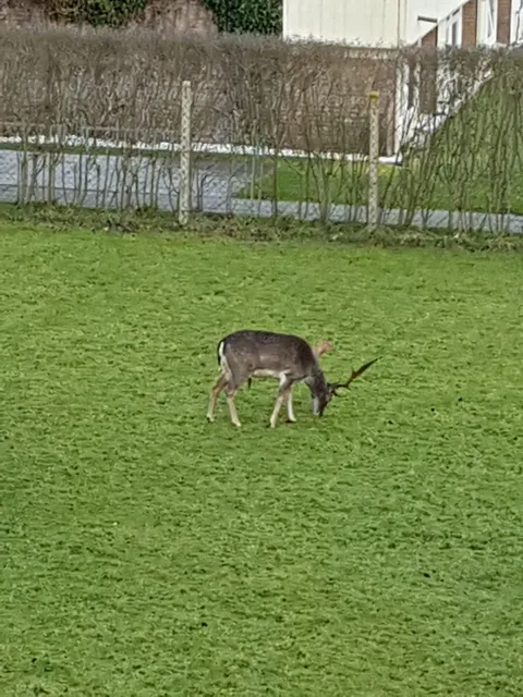 Apartments Schönemann - Bielefeld Norderney