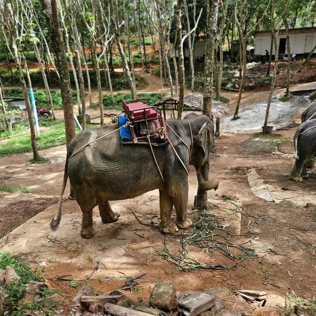 Prayai Changthai Elephant Camp
