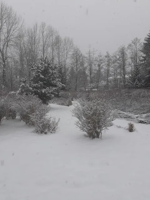 Pine Lake Blueberry Farm