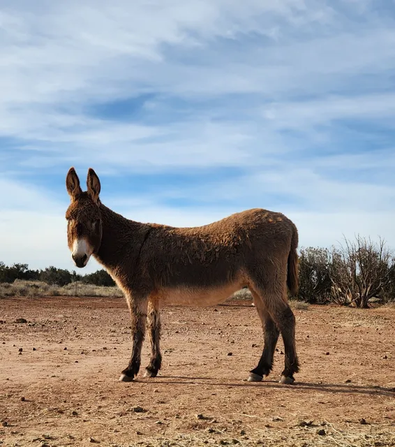 Equine Wellbeing Rescue Inc