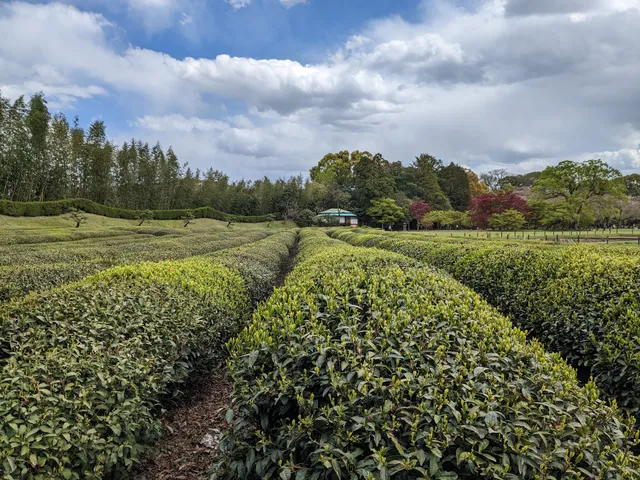 Chabatake (Tea Plantation)