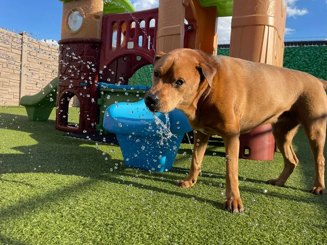 Pinnacle Pets Play & Stay