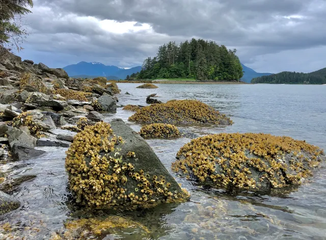Auke Rec Picnic Site