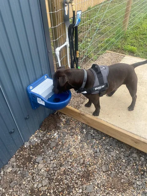 Doggy play night and day