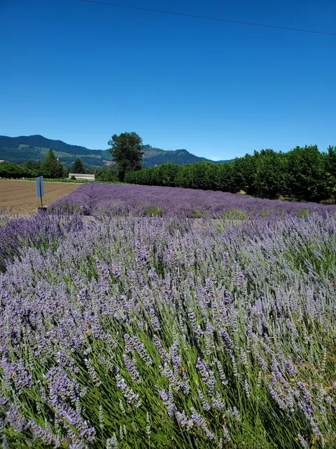 Growing Miracles Lavender Garden