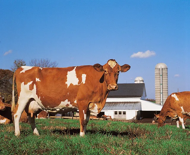 Strafford Organic Creamery