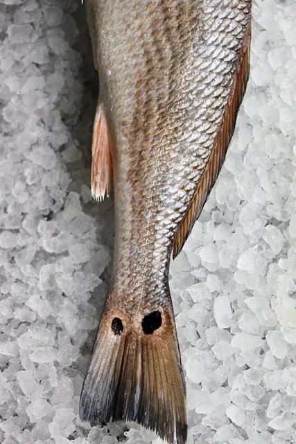 Locals Seafood - WNC Farmers Market