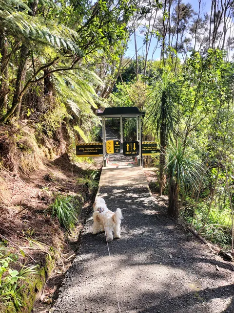 Lynn Reserve Bush walk