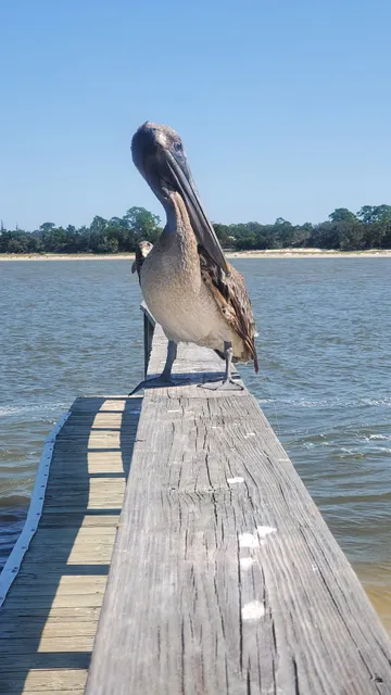 Indian Pass Campground