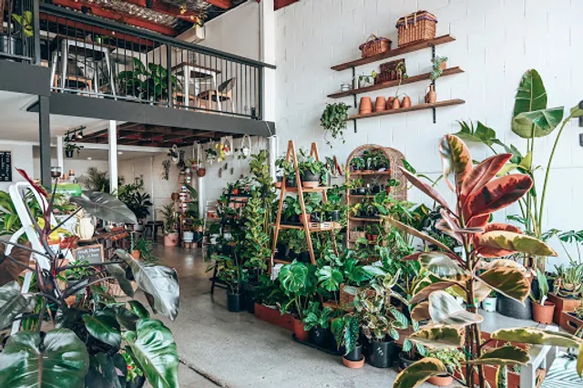 epilo - Coffee & Plants