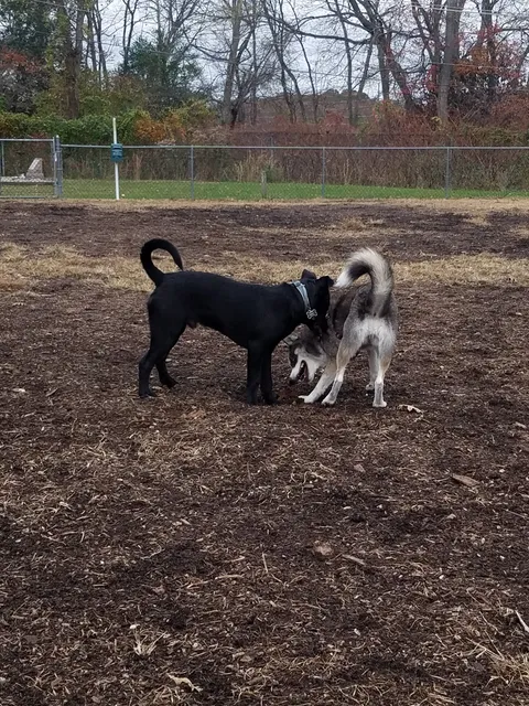Wall Township Off Leash Dog Park
