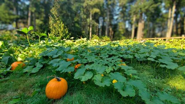 Fairbank Animal Farm