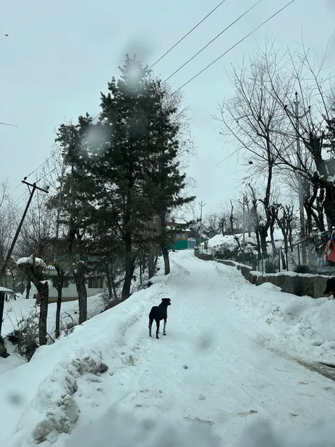 Pine Guest House sawan tangmarg