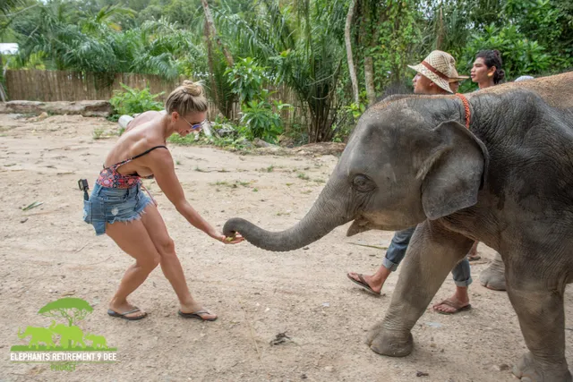 Elephants Retirement 9DEE Phuket