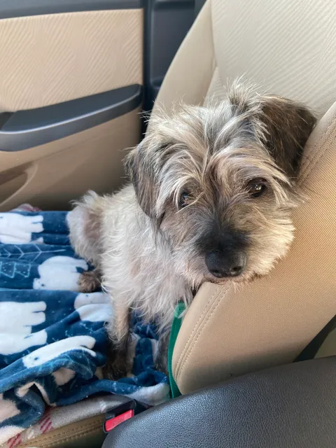 Hot Diggity Doggie Camp