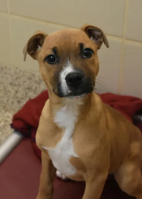 SPCA Albrecht Center for Animal Welfare