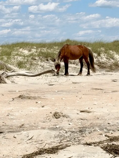 Shackleford Banks & Cape Lookout Ferry Tickets