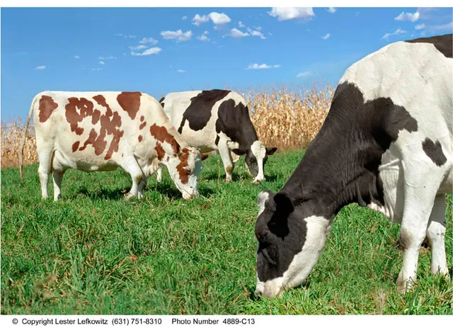 Ronnybrook Farm Dairy