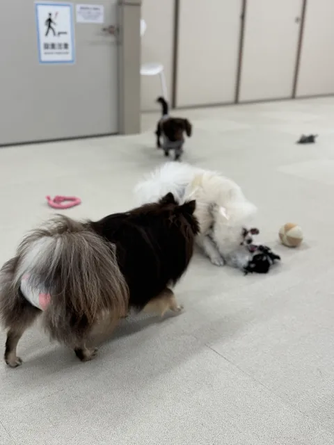 LeChienRoom【ルシアンルーム】