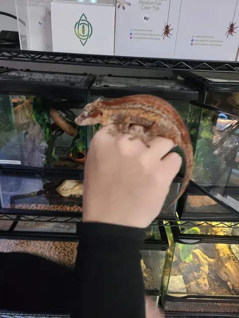 San Diego Reptile Co.