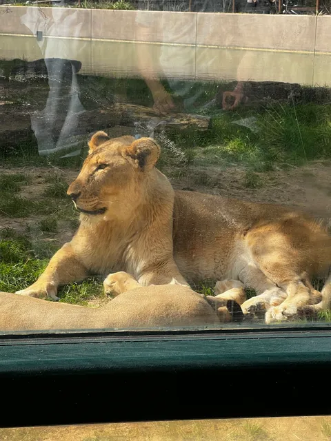 Houston Zoo Gift Shop