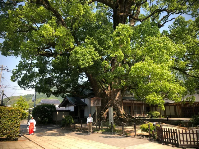Dazaifu Tenmangu 'Okusu' camphor tree
