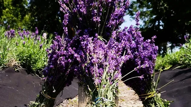 Lavender and Grace family Farm