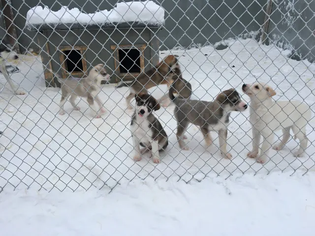 Wild Motion Siberian Huskies