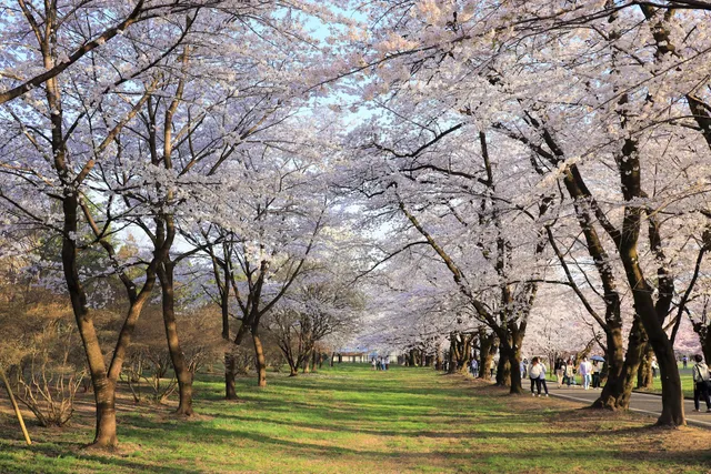 Miyagi Senbonzakura-no-Mori Park