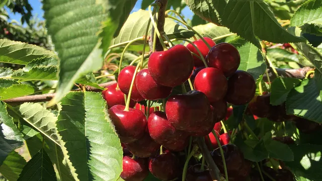 Mike & Lizzy's Cherry U-Pick