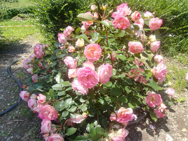 Giardino Labirinto delle Rose