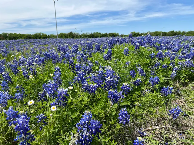Bluebonnet Field