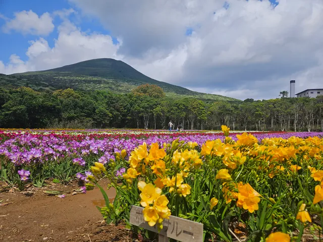 Hachigatayama Freesia Garden