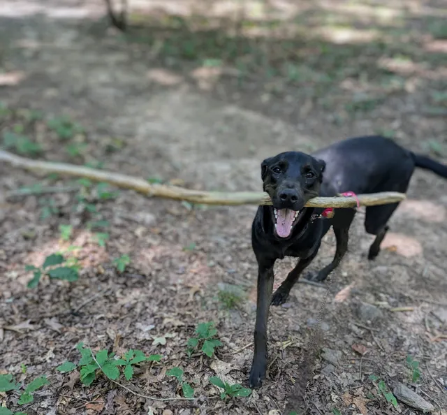 Franklin County Humane Society