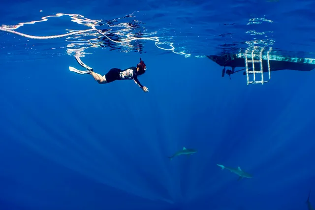 Ocean Addict Shark Excursions LLC