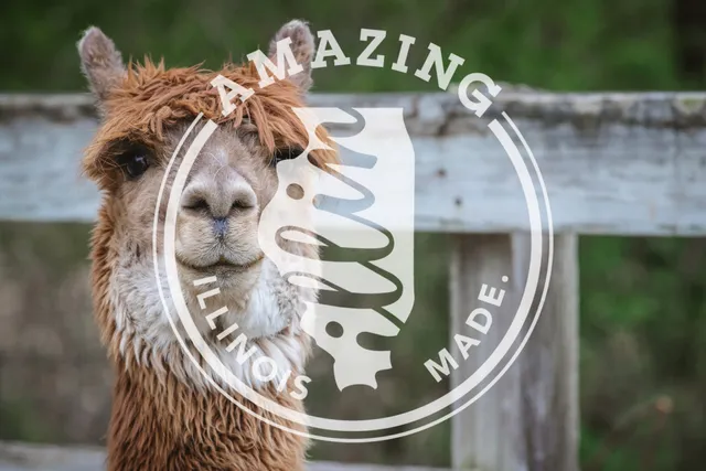 Magic Meadows Alpacas